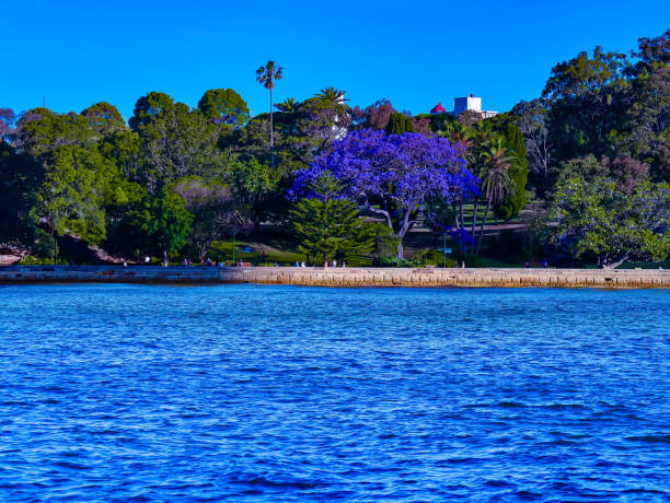 istock Panoramic view of Sydney Harbour foreshore in NSW Australia 1221417090