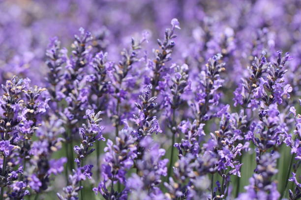istock Fresh Lavender - Lavandula angustifolia 1221417461