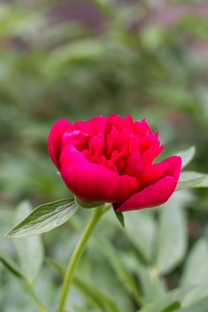 istock Red blooming peony in selective shallow focus 1221418467