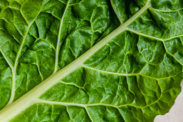 Closeup of an organic spinach leaf