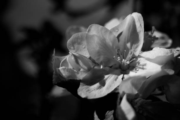 istock Flower dew black and white water drop 1221418893