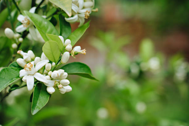 eine nahaufnahme einer weißen blume, orangenbaum - orange blossom orange tree flower stock-fotos und bilder