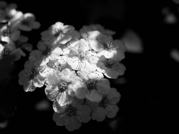 istock Flower dew black and white water drop 1221420263