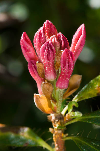 bewimperte Alpenrose (Rhododéndron hirsutum - fotografia de stock