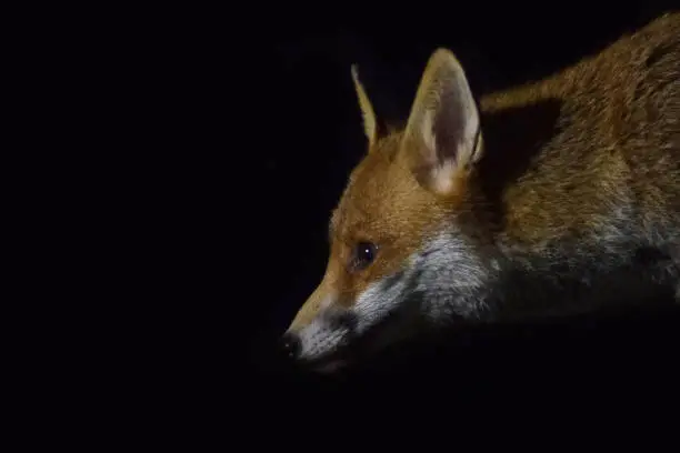 Photo of Red Fox At Night