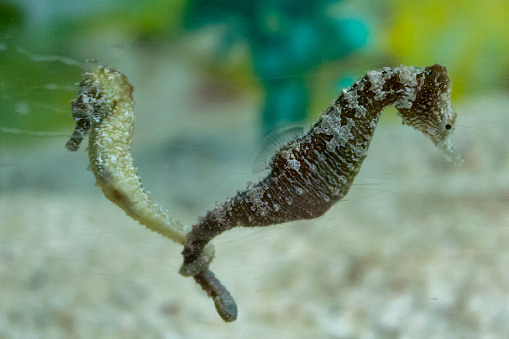 Hippocampus are faithful to their partner for life. These two are holding on to each other with their tails.