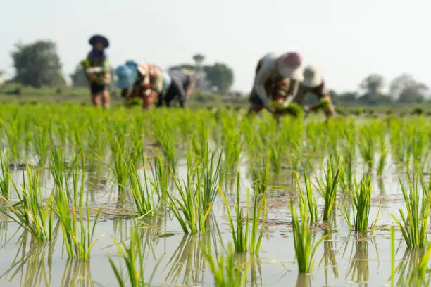 Photo of Traditional Method of Rice Planting.Rice farmers divide young rice plants and replant in flooded rice fields in south east asia.