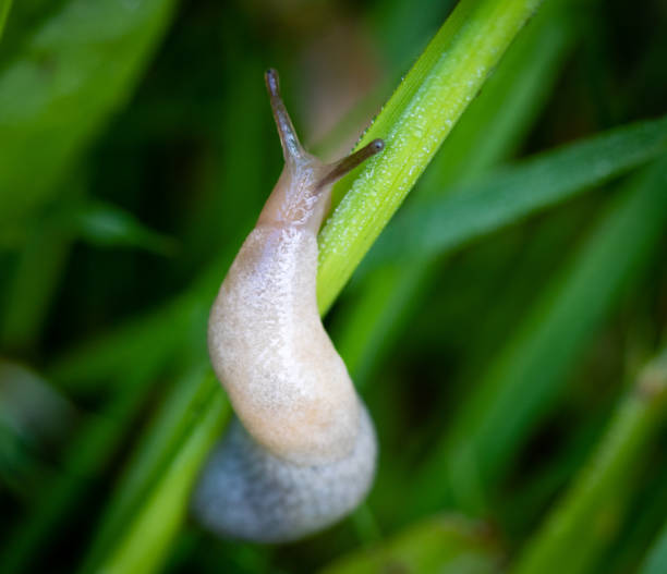 istock A grey slug crawling up a dew drop specked grass leaf 1221423479