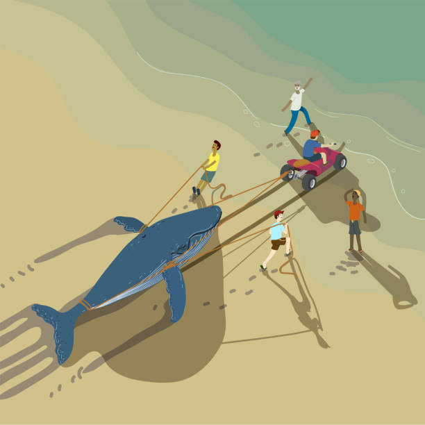 Team of volunteer trying to rescue stranded blue whale to get back to the sea. Team of volunteer trying to rescue stranded blue whale to get back to the sea. stranded stock illustrations