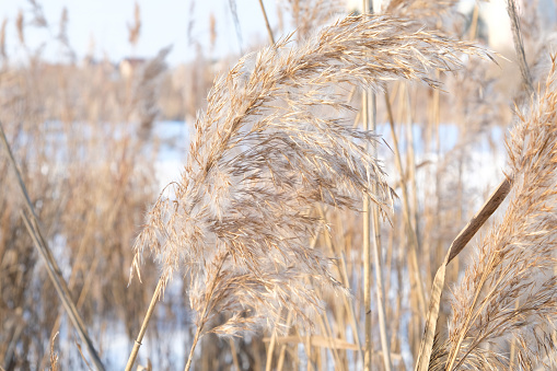 The reeds on the lake in winter