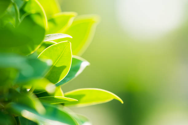 istock Closeup nature view of green leaf 1221424301