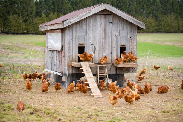 Un pollaio su piccola scala, ecologico, sostenibile, fattoria agricola condivisa dalla comunità. - foto stock