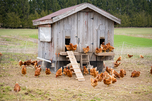 A chicken coop on a small scale, organic, ecological, sustainable, community shared agriculture farm.
