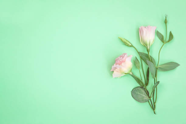 istock Pink eustoma flowers and buds on mint background 1221425103
