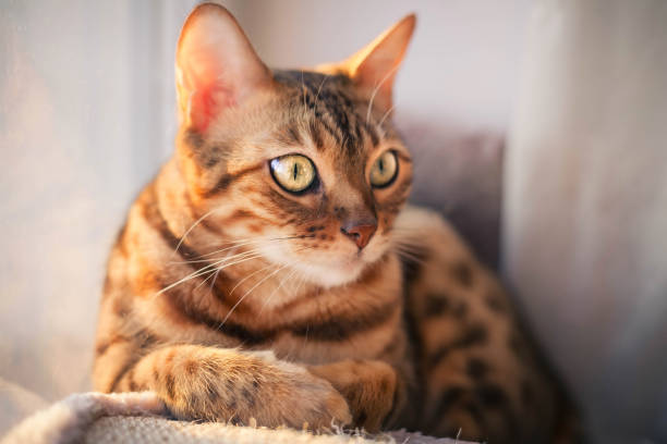 istock Bengal cat with green eyes is lying and staring at something 1221425397