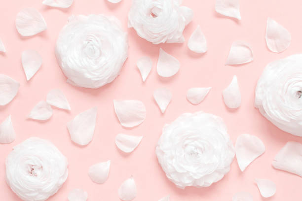 istock Cream ranunculus flowers and petals on a light pink  background 1221425421