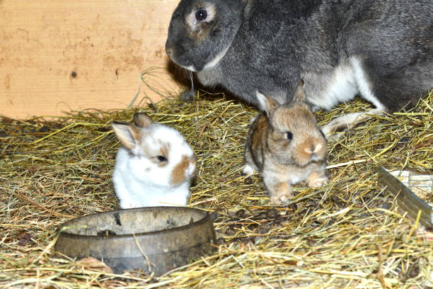 istock Small domestic rabbits eating grass in the nest 1221426882
