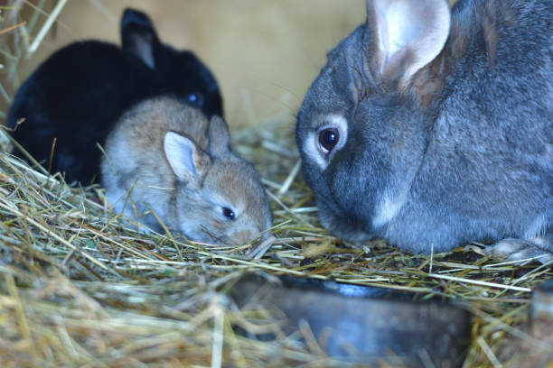 istock Domestic rabbit mother with small bunny eating grass in the nest 1221427614