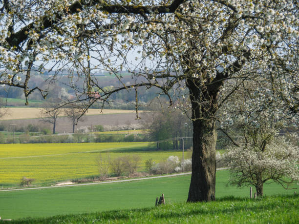 istock spring time in the german muensterland 1221427751