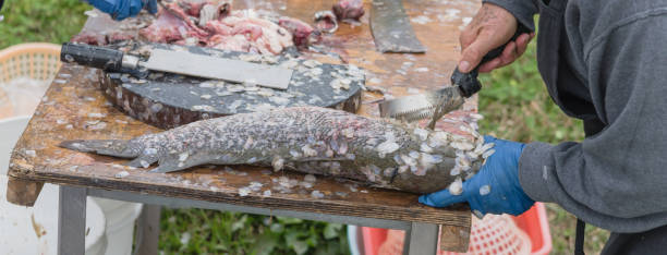 istock Panoramic view Asian man using scaler tool for fish skin brush scraping at Vietnamese seafood float market in USA 1221427834