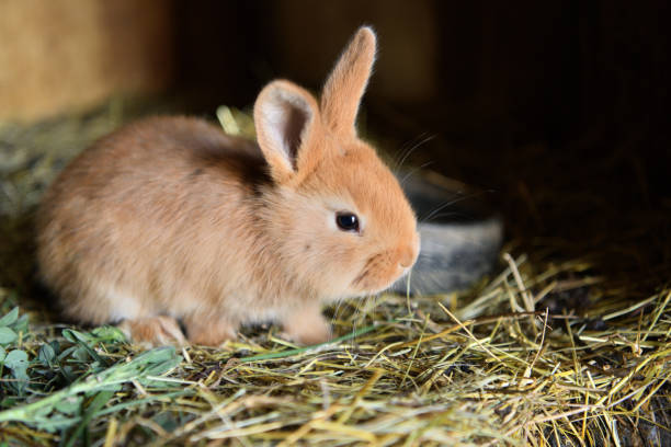 istock Small domestic rabbits eating grass in the nest 1221428792
