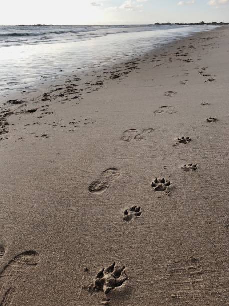 huellas de un hombre y un perro - paw print fotos fotografías e imágenes de stock