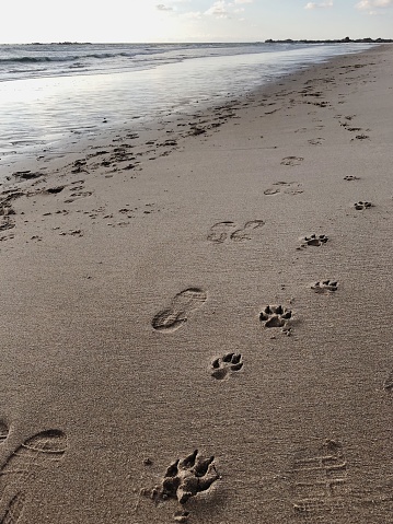 Footprints on the wet sand on the seashore.