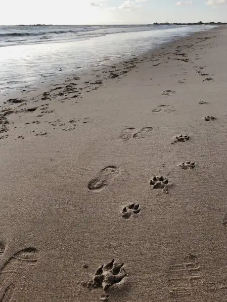 A person was walking with a dog at the ocean water line, they left footprints on the sand