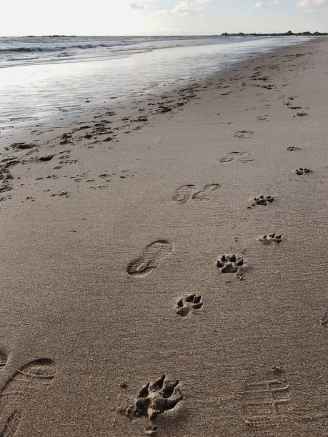 footprints of a man and a dog - paw print animal track footprint beach imagens e fotografias de stock