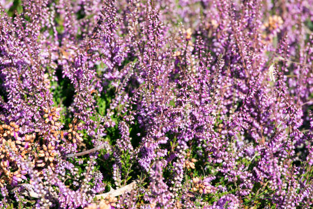 istock A picture of flowers 1221429140