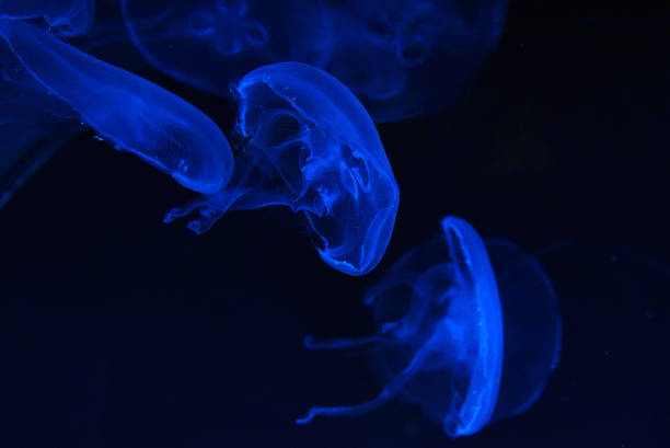아름 다운 화려한 조명 해파리 - aquarium biology jellyfish nature 뉴스 사진 이미지
