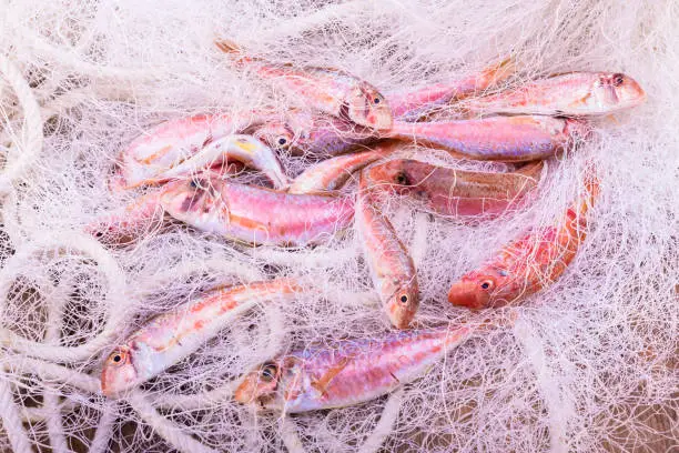 Photo of delicious and fresh red mullets in a fish net