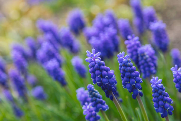 Grape hyacinths in bloom Armenian grape hyacinth (Muscari armeniacum) growing in a garden in spring. grape hyacinth photos stock pictures, royalty-free photos & images