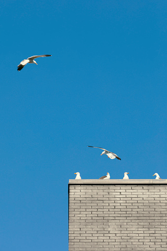 A Group of Seagulls in Seward, Alas