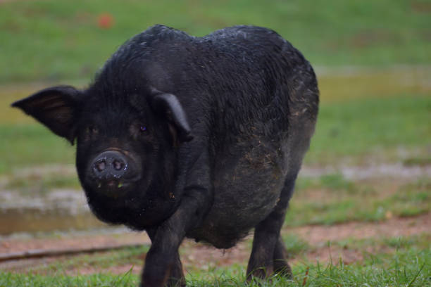 istock black pig on the forest 1221430660