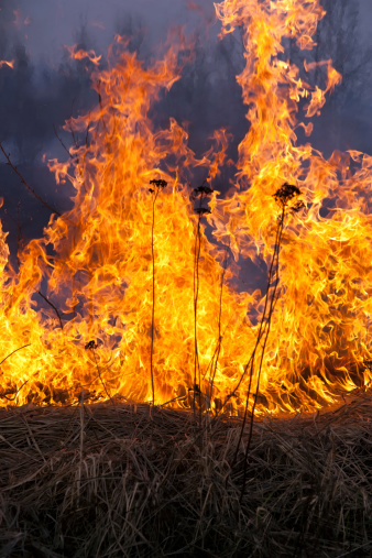 Forest fire with burning under vegetation