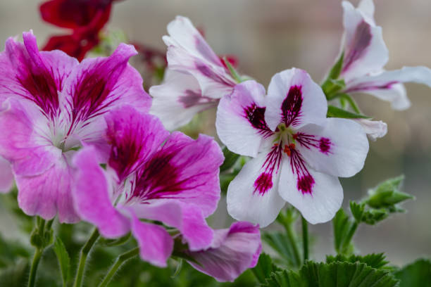 istock Multicolor pelargonium flowers close-up photo 1221431898