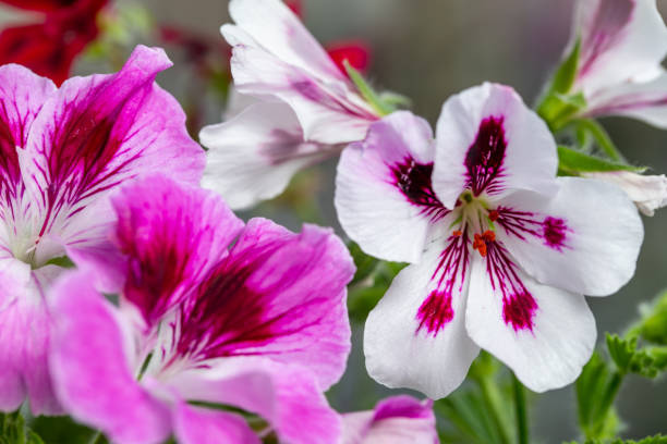 istock Multicolor pelargonium flowers close-up photo 1221432053