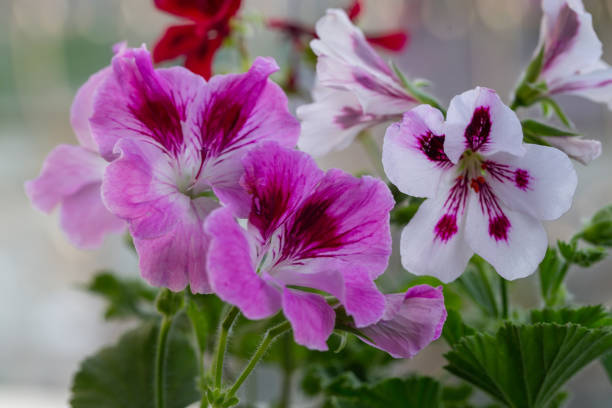 Multicolor pelargonium flowers close-up photo