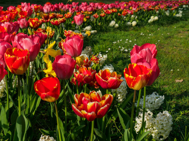istock many red tulips in a german garden 1221432514