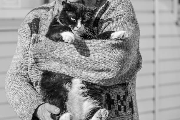 istock A beautiful serious black and white cat with bright eyes sits on the old man's hands 1221432705