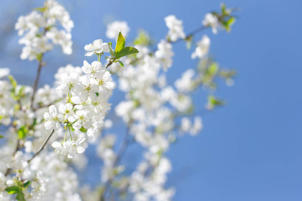 istock Branch of a blossoming tree on a blue sky. 1221432809