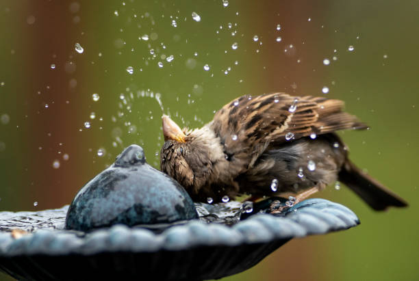 Shake it Sparrow enjoys a bath in the Bird Bath ruddy turnstone stock pictures, royalty-free photos & images
