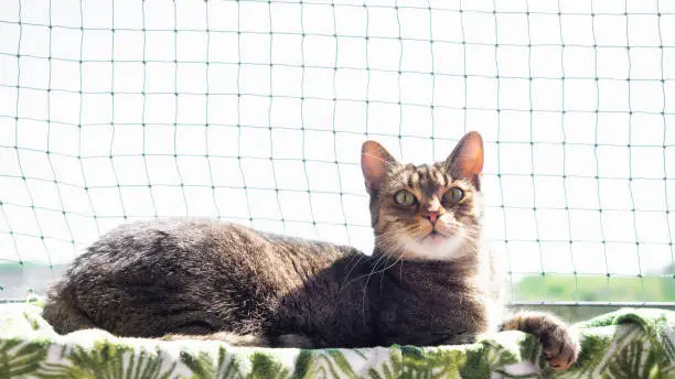 Young tomcat resting on a balcony in front of the cat net