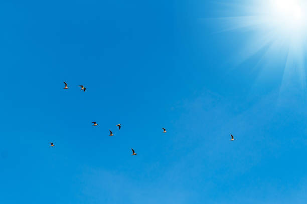 istock seagulls in the blue sky 1221436924