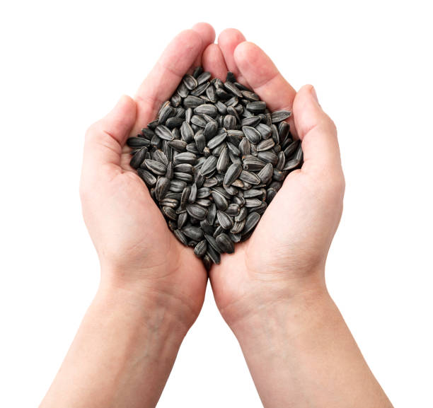 istock Sunflower seeds in hands on a white background, isolated. The view from top 1221437539