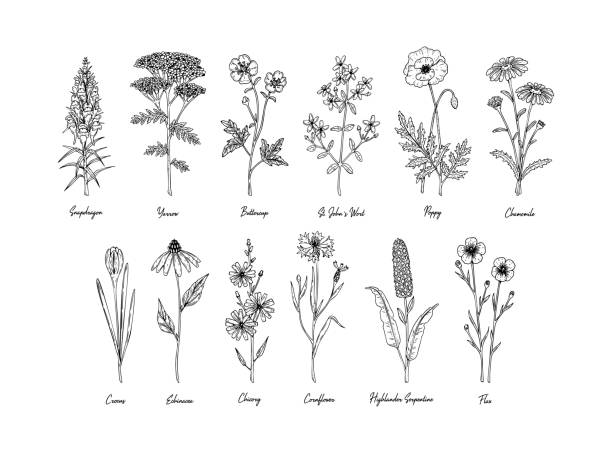 ilustrações, clipart, desenhos animados e ícones de conjunto de flores de prado desenhadas à mão com nomes isolados em branco. ilustração vetorial no estilo esboço - uncultivated flower chicory cornflower