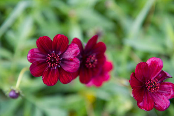 Chocolate cosmos plant stock photo