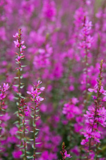 istock Purple plant blooming 1221439358