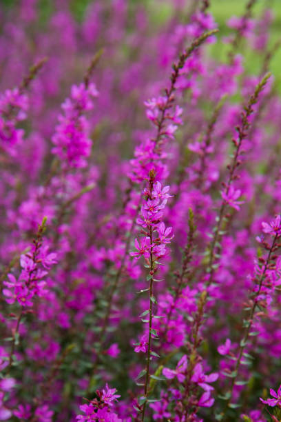 istock Purple plant blooming 1221439374